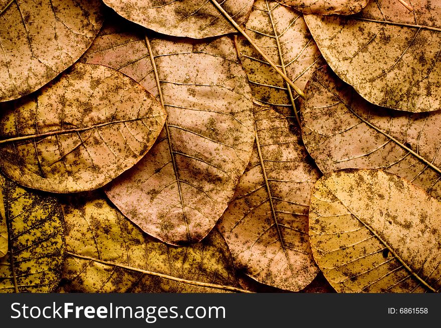 A dry autumn leaves background