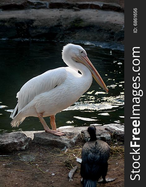 Big white pelican in zoo