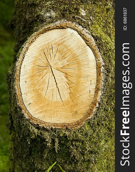 A large tree branch cross section to reveal rings. A large tree branch cross section to reveal rings