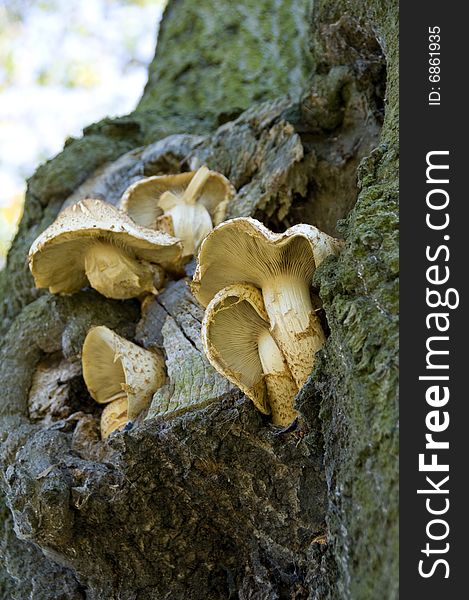 Beautiful white fungus growing on a tree trunk. Beautiful white fungus growing on a tree trunk