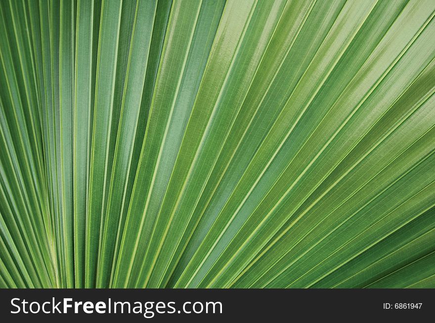 Green palm leaf texture with fan-like pattern