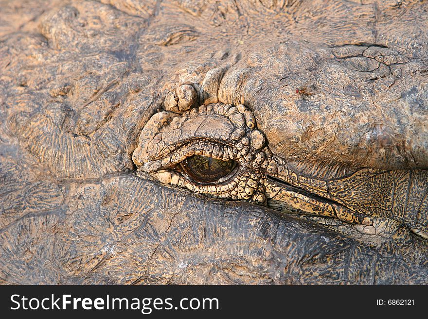 Close up of a crocodile's eye. Close up of a crocodile's eye