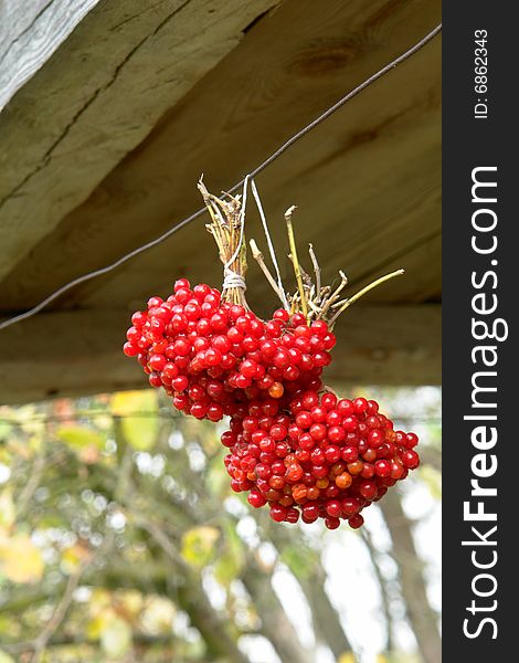 Guelder-rose on on a background of a tree