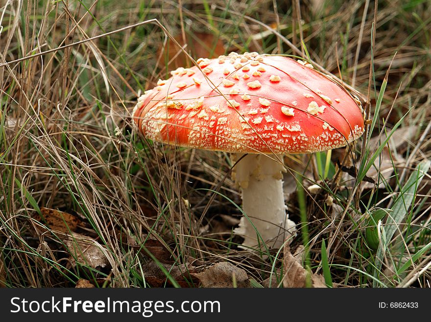 Mushroom on on a background of a grass