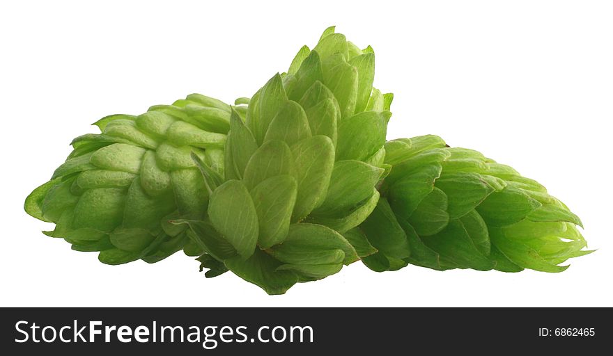 Hop cones on white. Hop is an important ingredient in beer production. Hop cones on white. Hop is an important ingredient in beer production.