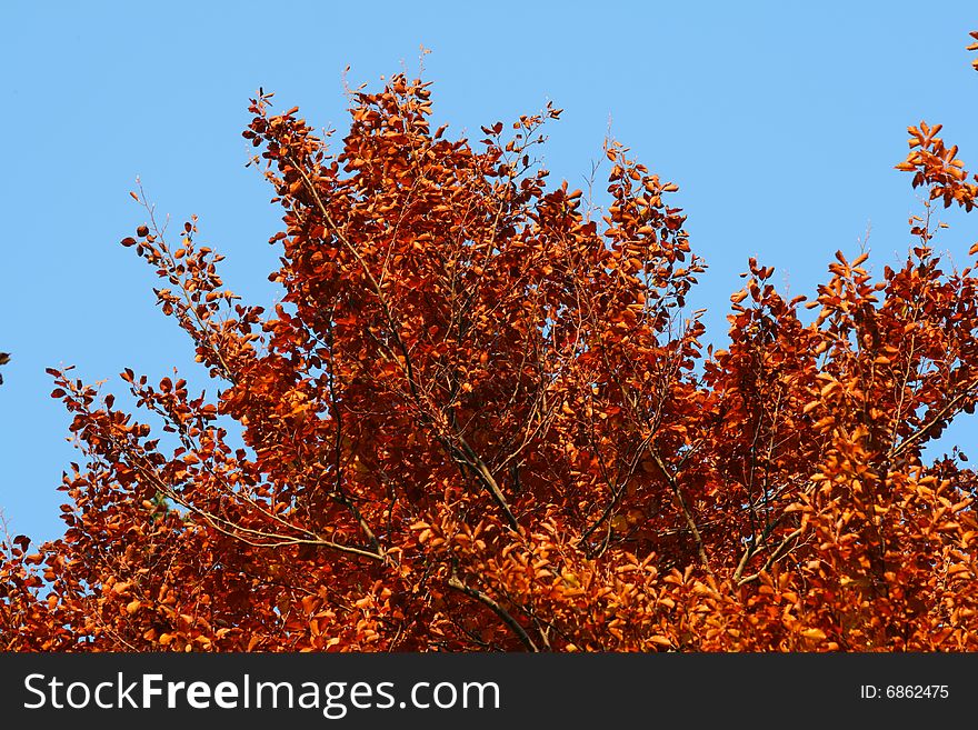 Autumn tree with the focus on the main canopy.