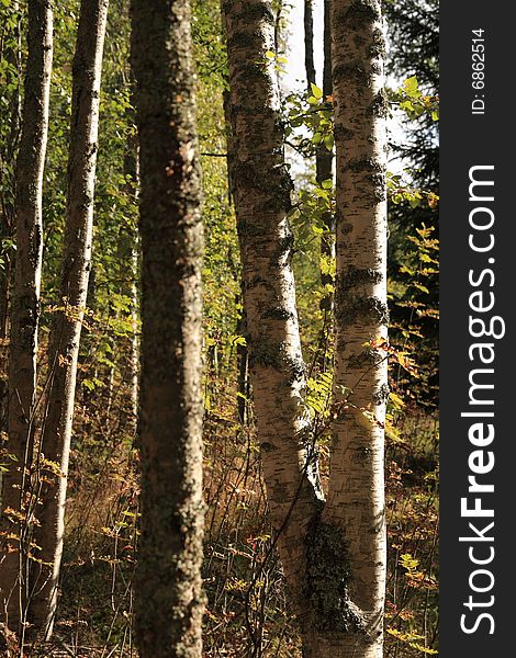 Closeup of birches in the autumn sun light