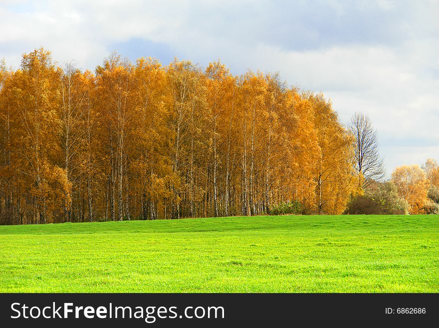 Birches on on a background of a grass