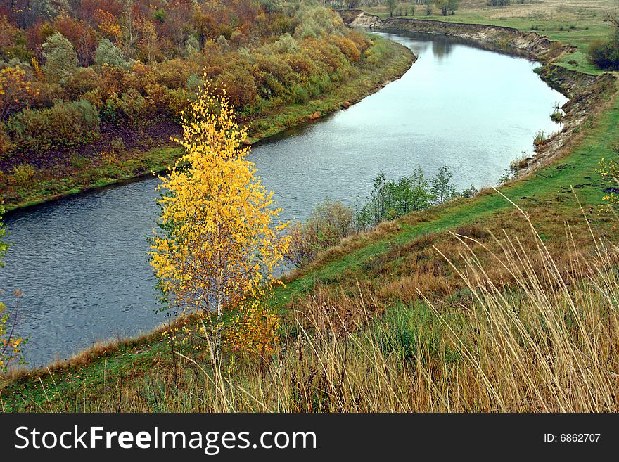 Birches on on a background of a grass