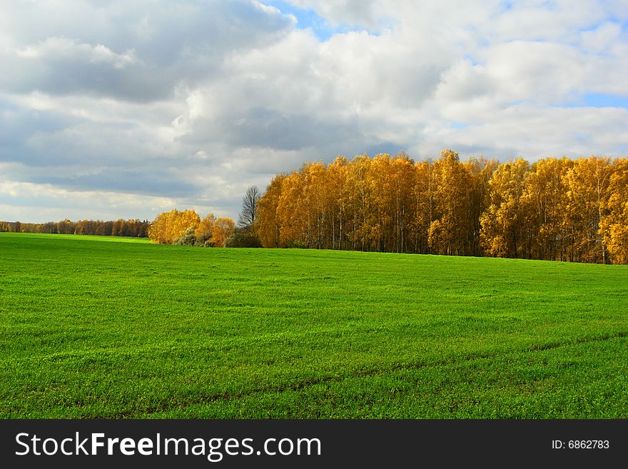 Birches on on a background of a grass