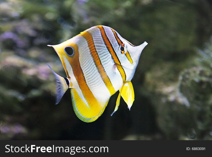 Beautiful striped fish - the inhabitant of reeves of Red sea. Beautiful striped fish - the inhabitant of reeves of Red sea