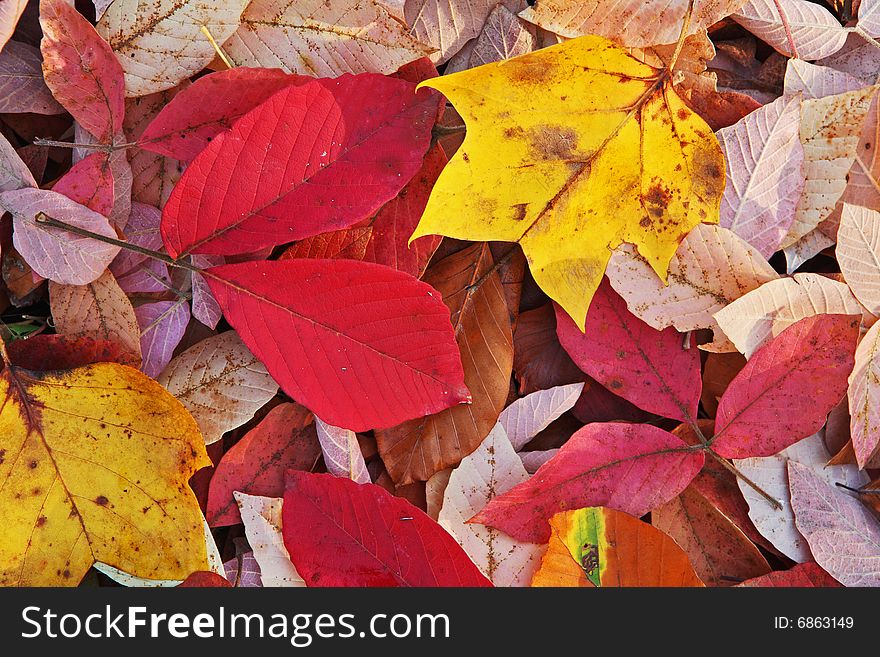 Autumn leaf on ground fall season abstract detail. Autumn leaf on ground fall season abstract detail