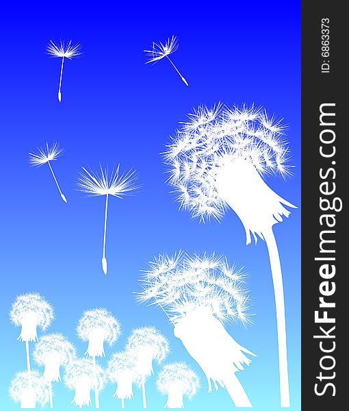 Illustration with white dandelions on blue background. Illustration with white dandelions on blue background