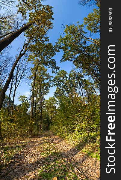 Vertical Panoramic View of an autumn forest. Vertical Panoramic View of an autumn forest.