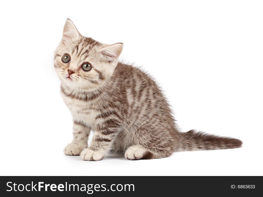 Cute tabby kitten isolated over white