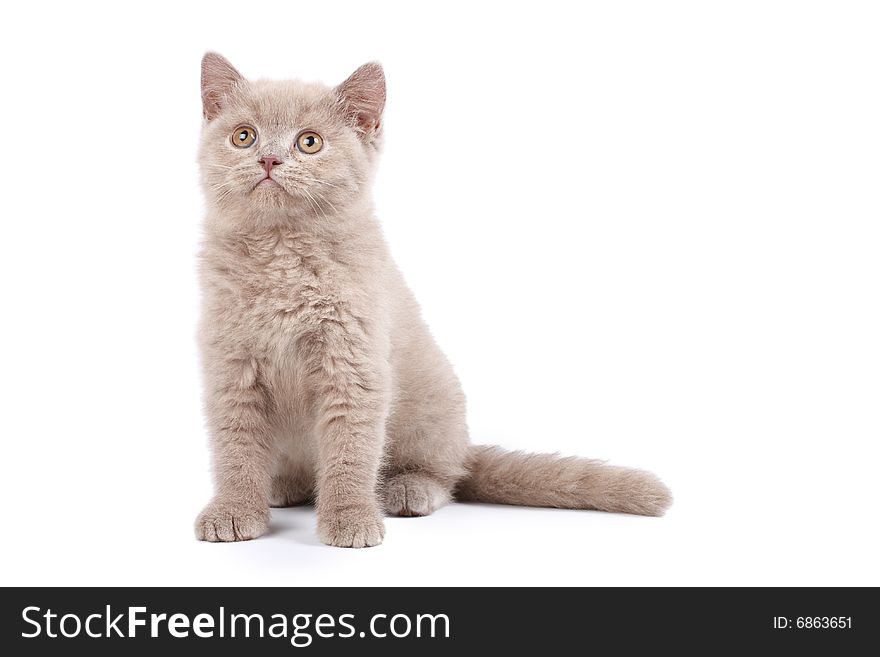 Cute kitten isolated over white background