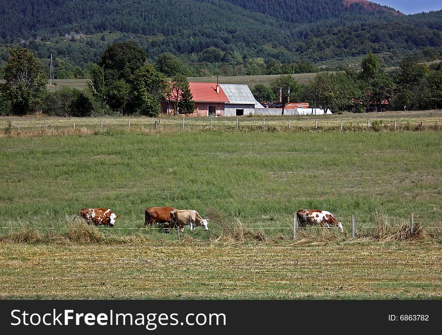 Cows against a background the red house and mountains. Cows against a background the red house and mountains