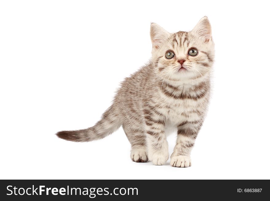 Cute kitten isolated over white