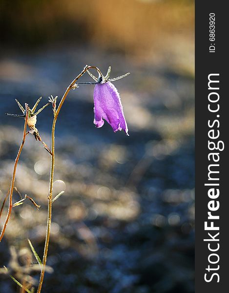 Frozen harebell in morning light.