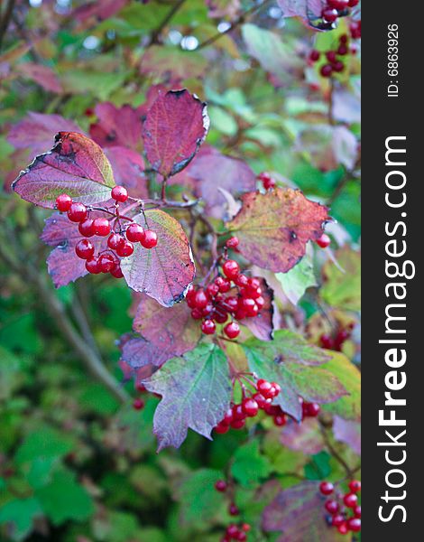 Berries on a red currant bush on autumn, photographed in Matlock, October 2008. Berries on a red currant bush on autumn, photographed in Matlock, October 2008