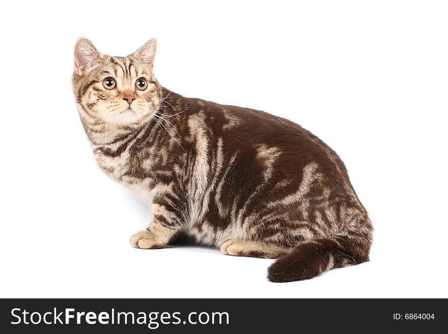 British tabby cat chocolate tint isolated over white