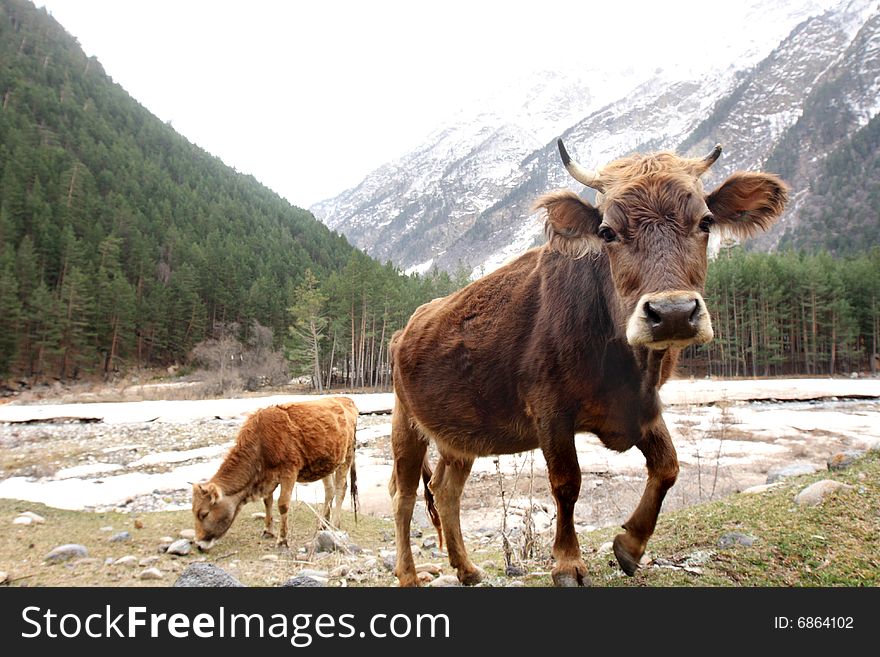 Cows on the meadow in front of Caucasus Mountains