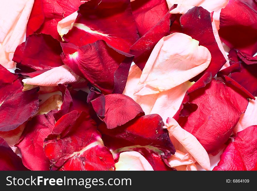 Rose floral background for your design