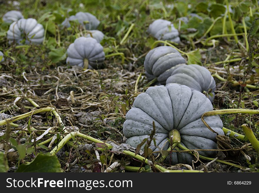 Unusual and beautiful green pumpkins. Unusual and beautiful green pumpkins.