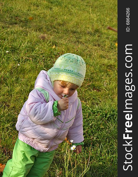 A little girl smells the flower of camomile. Autumn.