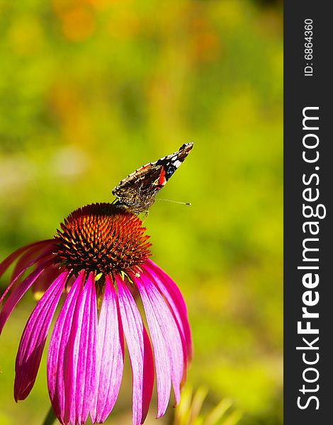 Butterfly on Chrysanthemum