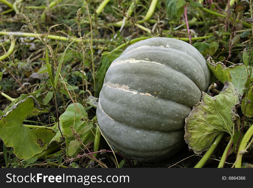 Autumn Colored Pumpkins ...