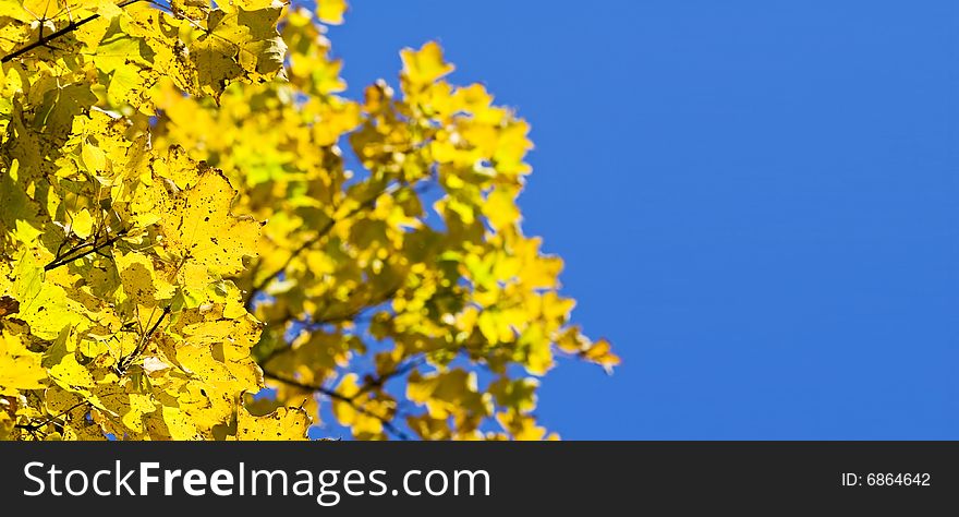 Fall leaves on a blue sky background. Fall leaves on a blue sky background