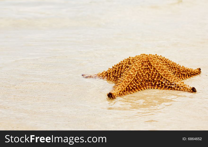 Beautiful starfish on a beach