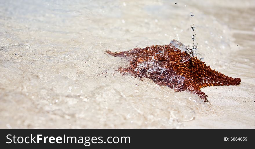 Beautiful starfish on a beach