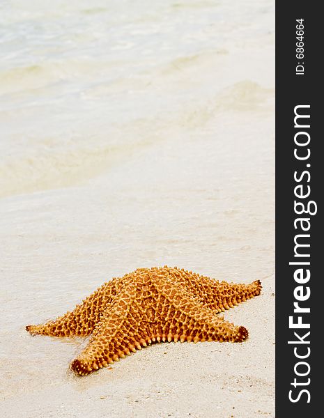 Beautiful starfish on a beach