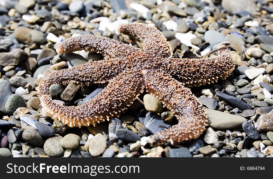 Starfish on a beach in Gaspesie (Quebec)