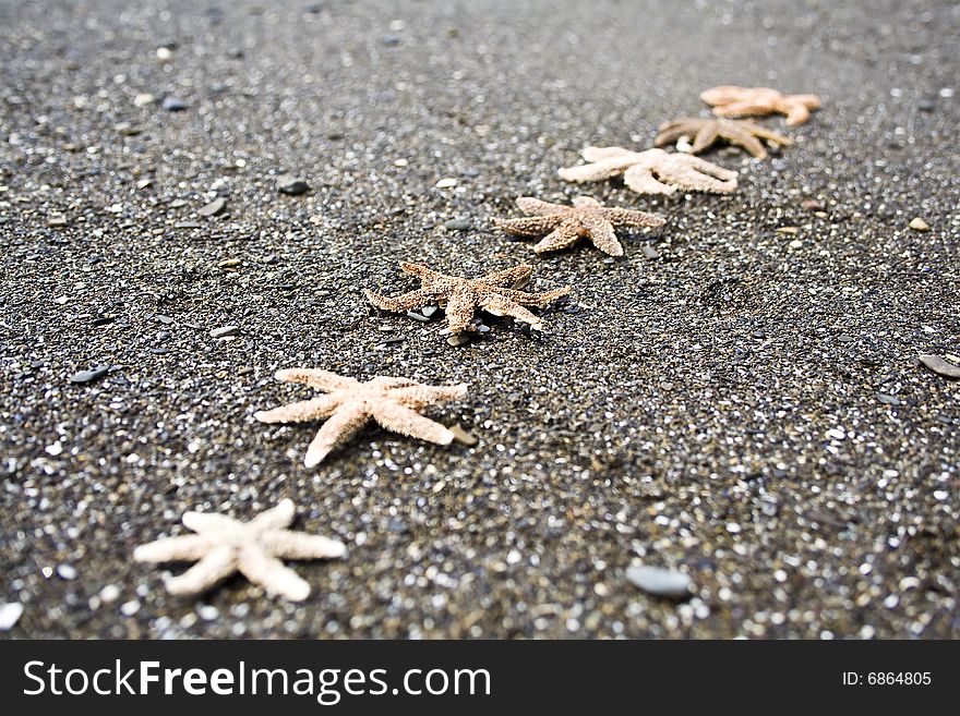 Starfish on a beach in Gaspesie (Quebec)