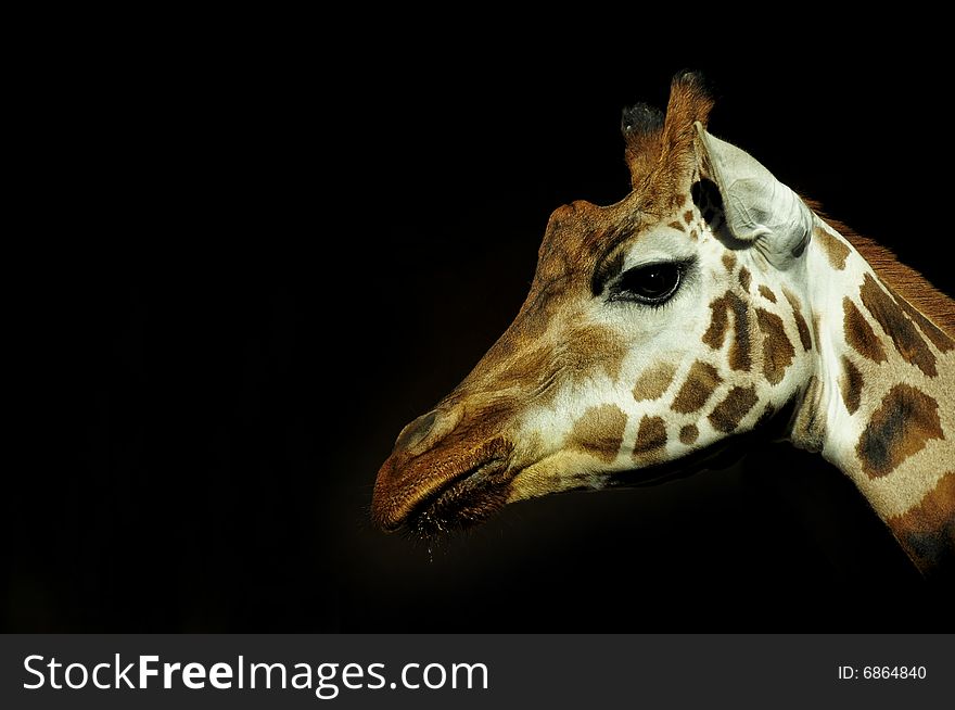 Picture of a giraffe taken in the zoo of Prague