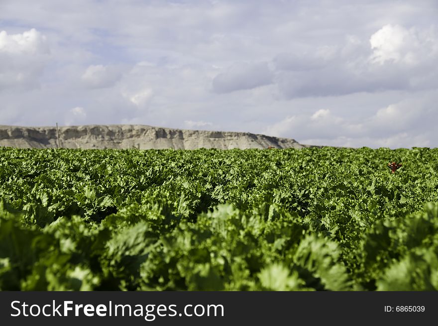 Field of lettuce growing on a farm in Ankara/Turkey. Field of lettuce growing on a farm in Ankara/Turkey