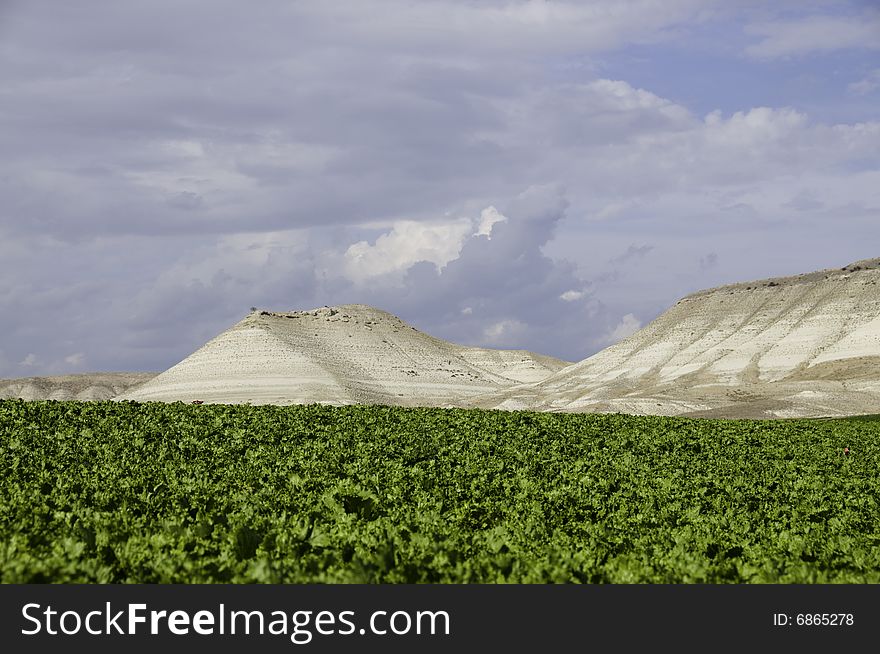 Lettuce Growing In Field.....