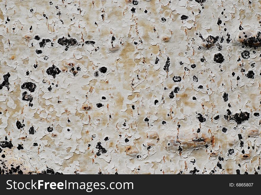 Natural tree bark background in white