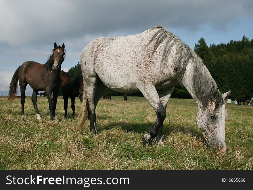 Horse with foal