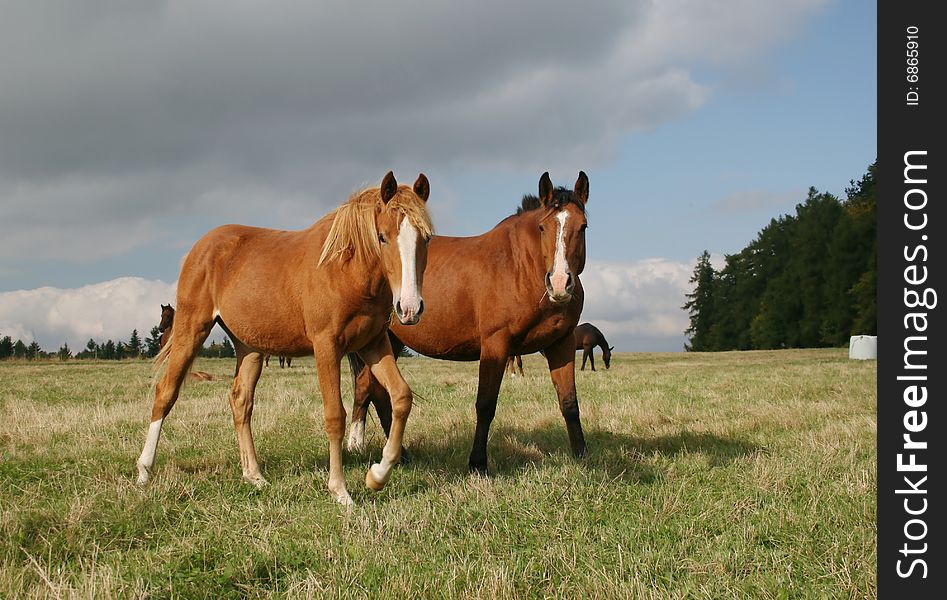 Two brown horses on the meadow. Two brown horses on the meadow