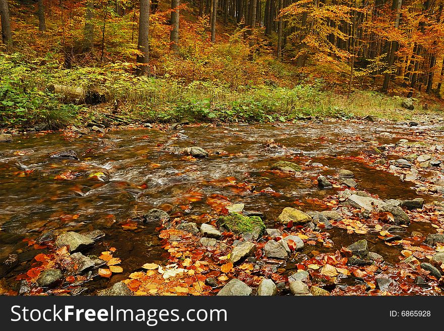Creek in autumn forest. Late October.