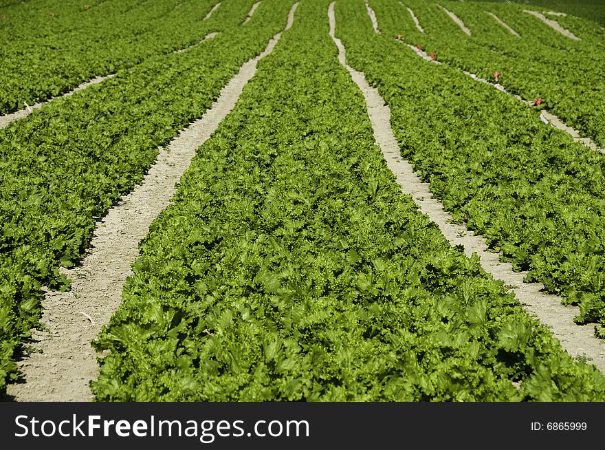 Field of lettuce growing on a farm in Ankara/Turkey. Field of lettuce growing on a farm in Ankara/Turkey