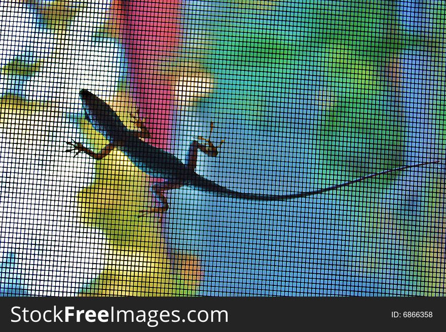 Isolated lizard with colorful background