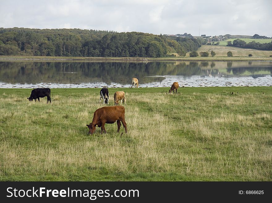 Cattle In The Meadow