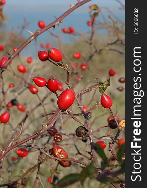 Dog-rose red fruits in autumn