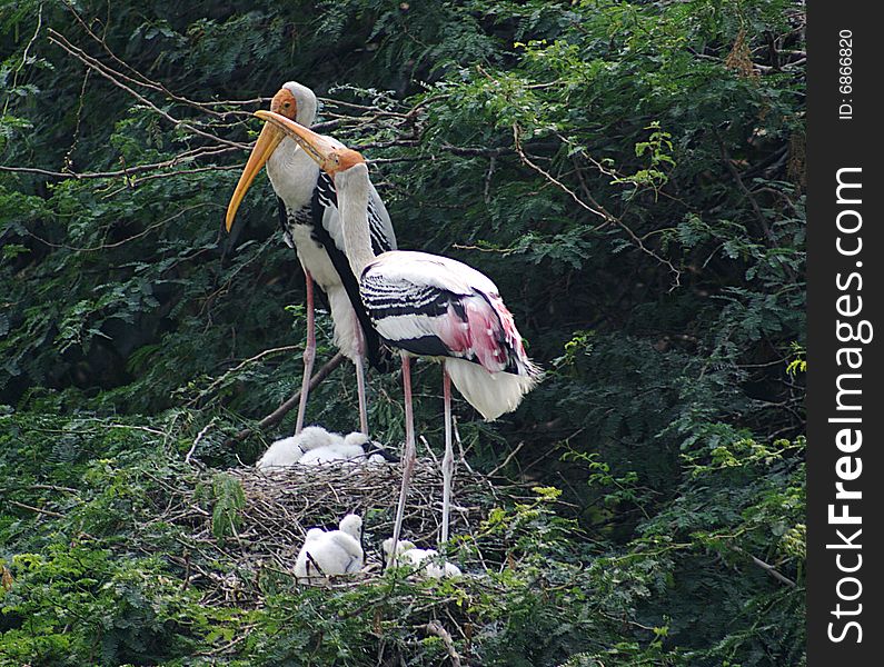 Two painted storks nurturing infant storks.