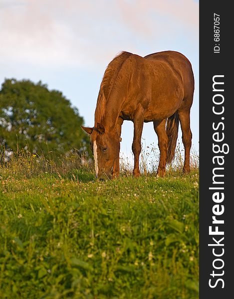 A horse grazing in the late evening light on a summers day.